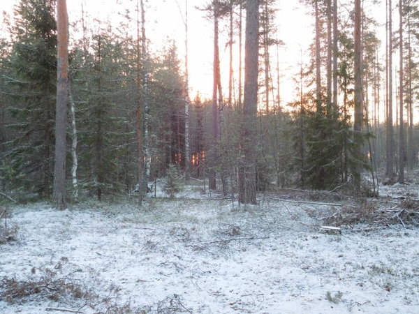 Talvinen maisema