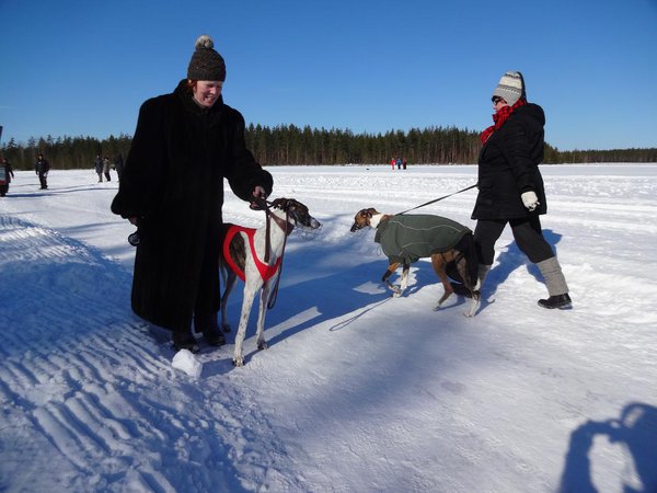DSC02513 Vinttikoirat Selänpäässä.jpg