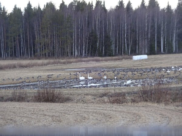 DSC07821 Kohti pohjoista.jpg