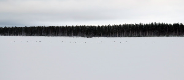 LINNUT 8_2_2022.jpg