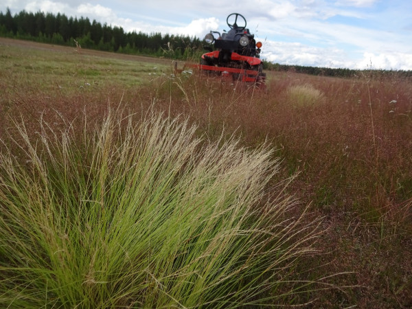 Kubota niittää kentän pintaa