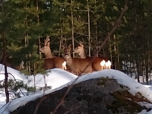 Peuran pylly on valkoinen