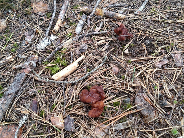 Tämän kevään ensimmäiset