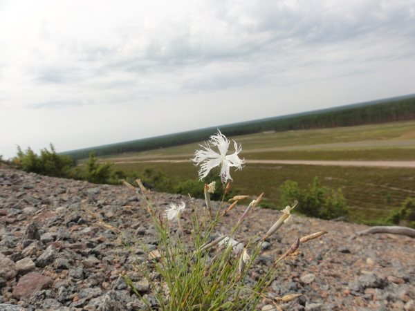 Harvinaisuus Jämin harjulta on uhanalainen laji